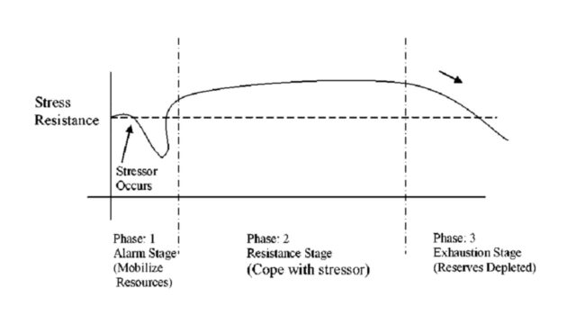 The Hans Selye 'GAS' - Theory of Stress (Quelle: ResearchGate)